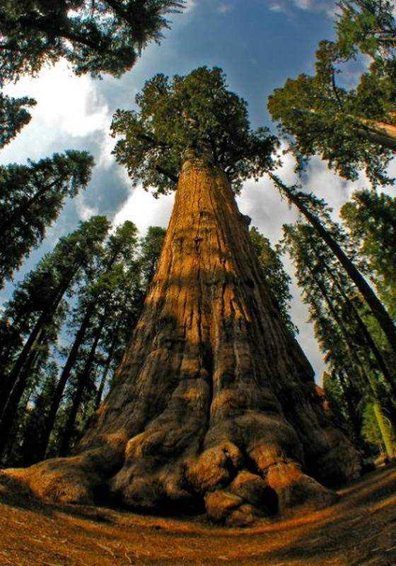 658 10 высочайших деревьев планеты