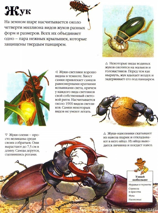 Entziklopedia dlya detei.Vse o jivotnih ot a do ya..page039 (521x700, 316Kb)