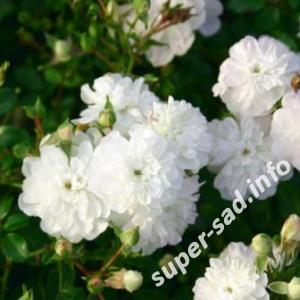 Почвопокровные розы.