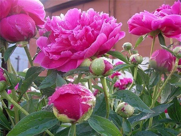 ПИОНЫ ПОСЛЕ ЦВЕТЕНИЯ. Ошибки цветоводов