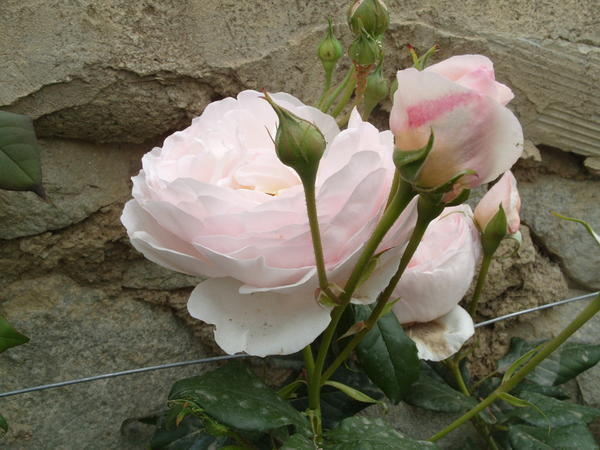 Романтическая роза сорт Heritage