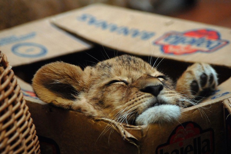 Большие кошки в коробках животные, картинки, фото