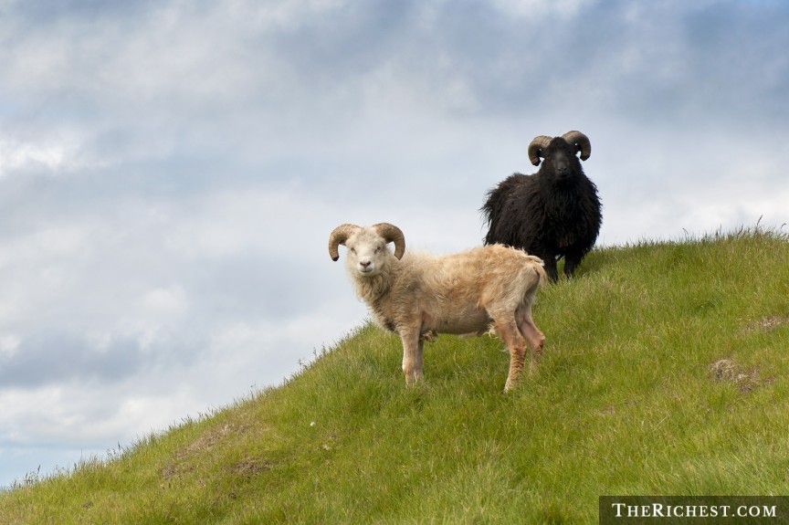 3. Овцы европа, острова, путешествия