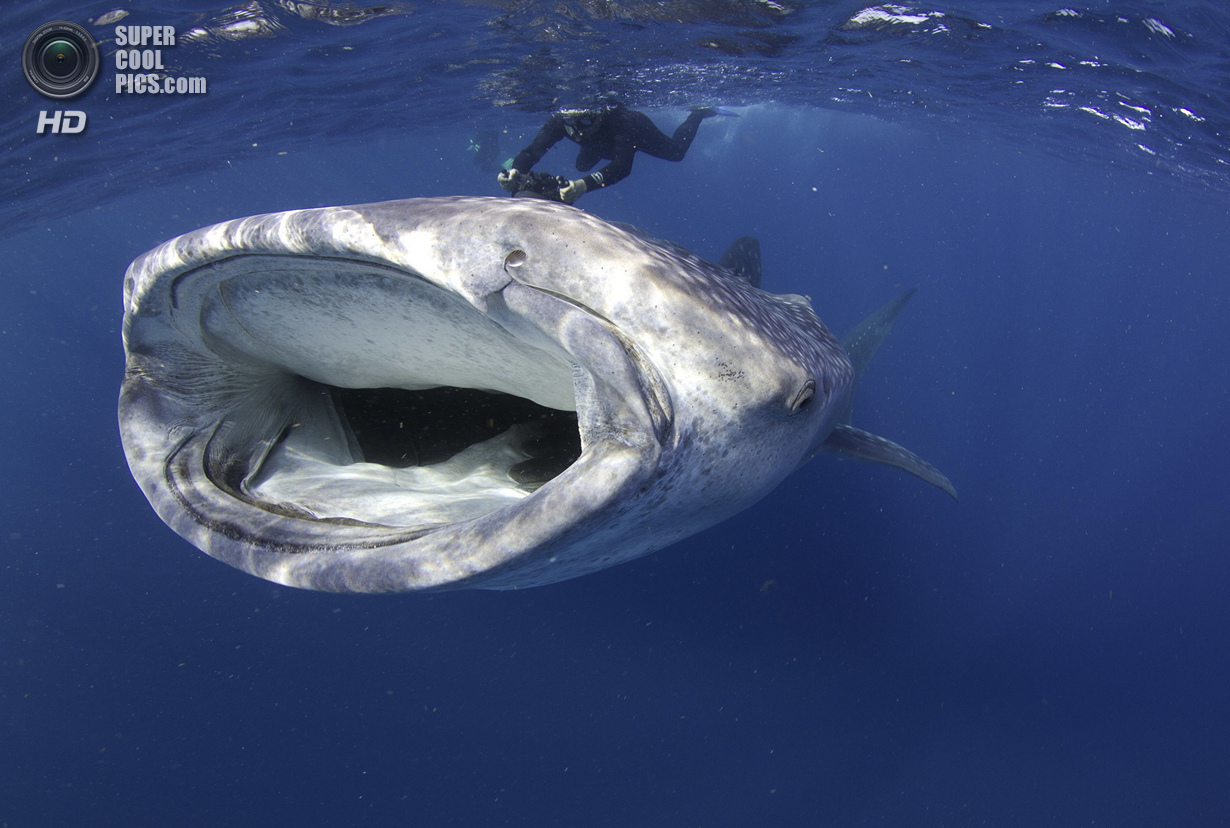 : Sharks. 1 . (Petteri Viljakainen/UnderwaterPhotography.com)