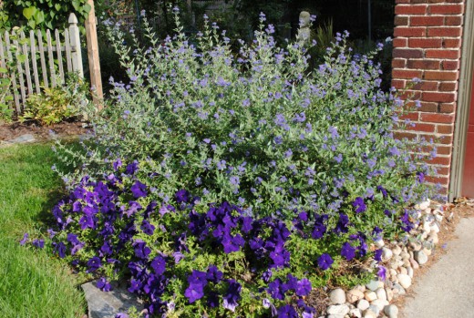 Кариоптерис, или Орехокрыльник (Caryopteris)