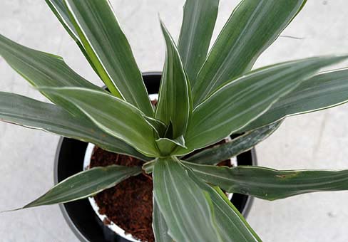 Драцена (Dracaena) Драцена (Dracaena)