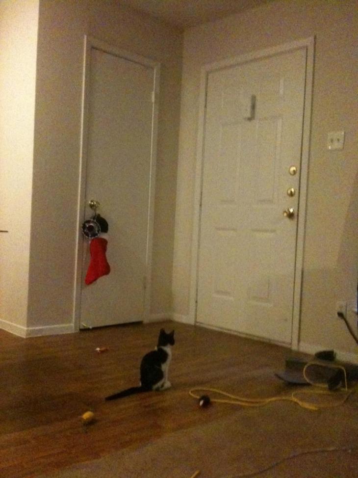 Домашние питомцы ждут хозяев с работы Домашние питомцы ждут хозяев с работы животные, ожидание, хозяин