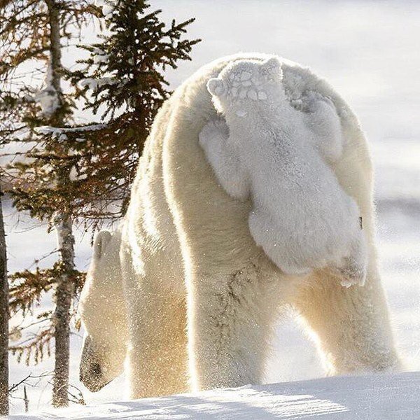 Прикольные животные, которых не плохо кормят животные, коты, прикол, юмор