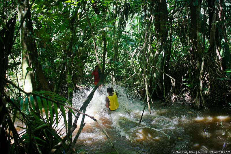 В джунглях дельты реки Ориноко Ориноко, венесуэла, путешествия