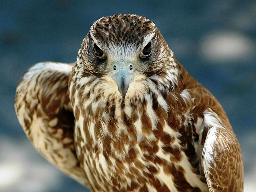 NewPix.ru - ������������ ���������� ��������