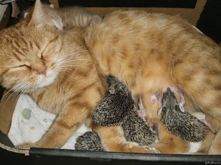  Как кошка Соня усыновила четырех осиротевших ежат