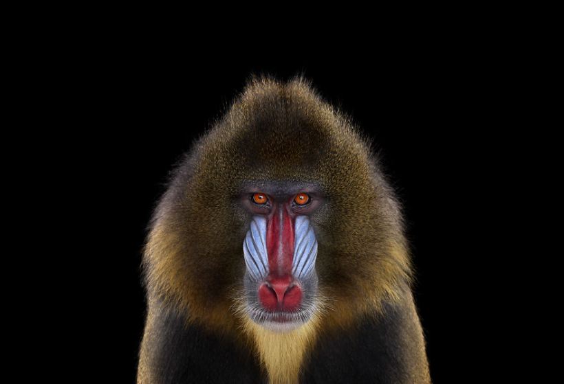 i-create-studio-portraits-of-exotic-animals-looking-directly-into-the-camera9__880