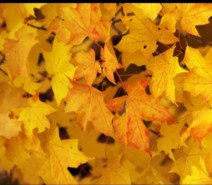 1012 WEB e Autumn Lawn 700x610 Желтые листья   Yellow leaves