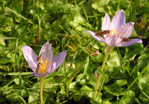 Крокус, шафран (Crocus) Крокус, шафран (Crocus)