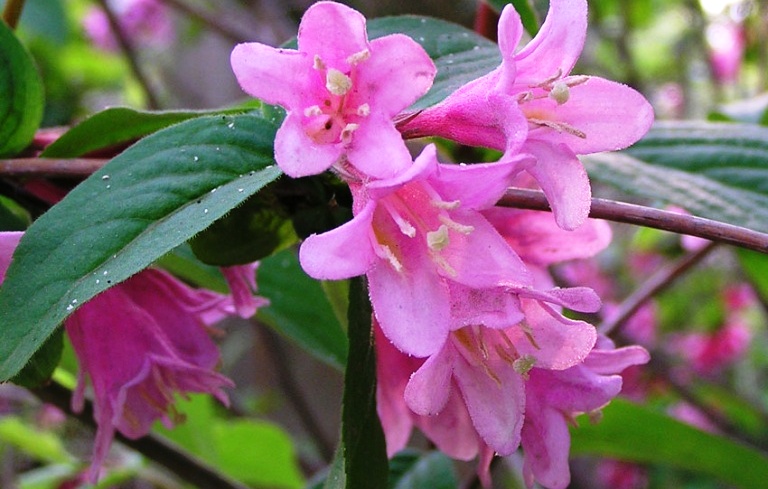     (Weigela praecox, Caprifoliaceae)