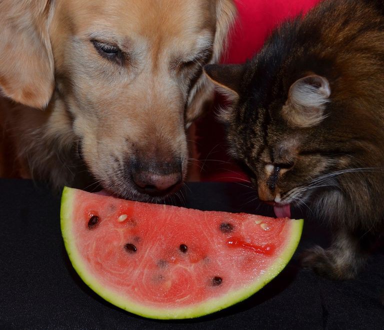 Кошки - самые лучшие друзья собак кошки, собаки