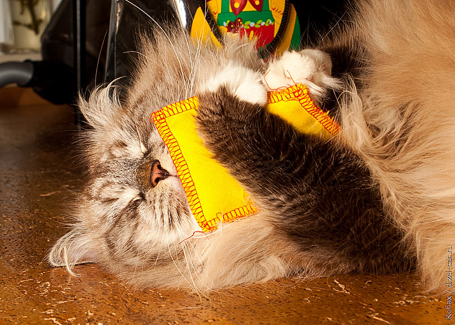 истоири про кота