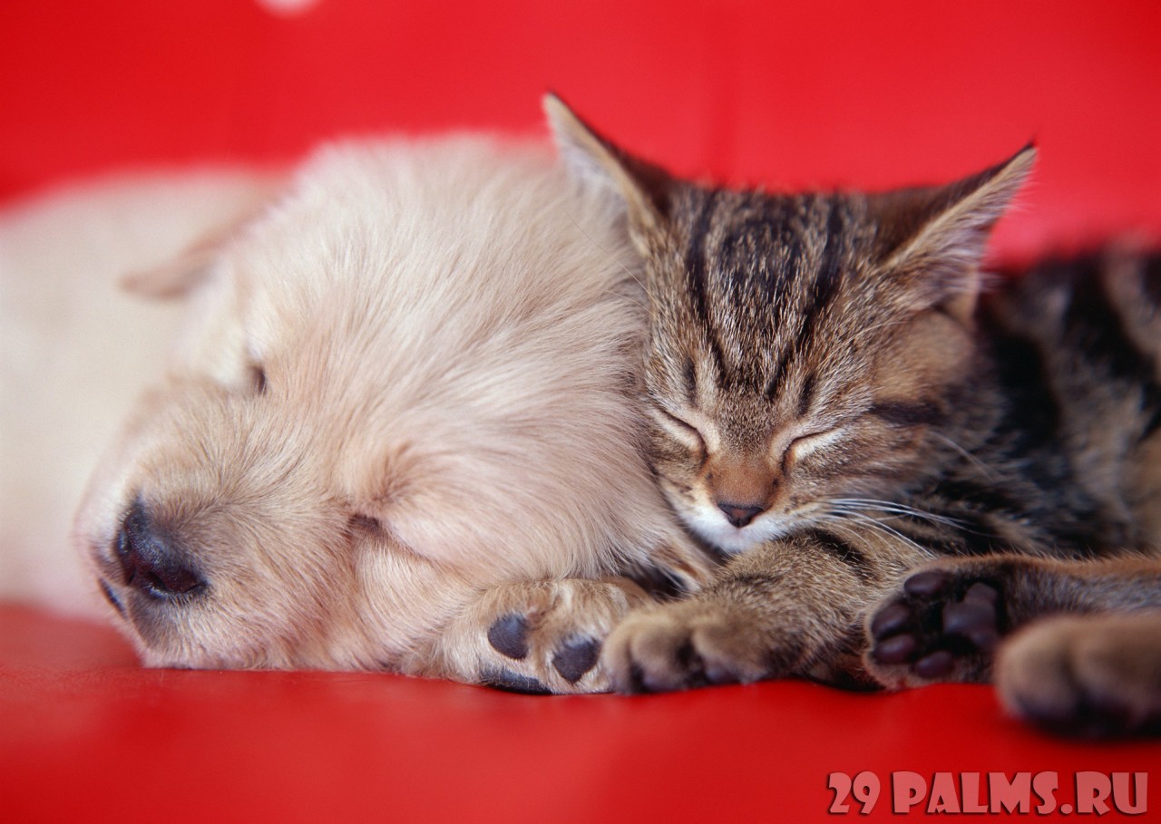 Как кошка с собакой. Часть 1 животные, коты, кошки, собаки, фото, юмор