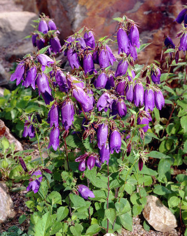 Bellflower * Campanula pulla * Plants & Flowers * 99Roots.com
