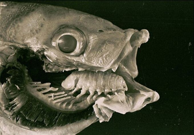 15. Этот паразит съедает язык рыбы и живет на его месте. Как по мне, очень удобно. животные, природа