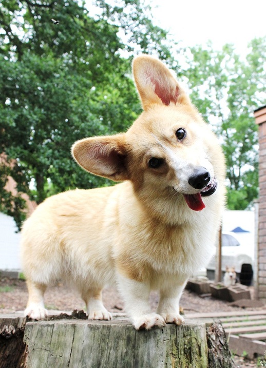 ������ ����� �����-�����. ����