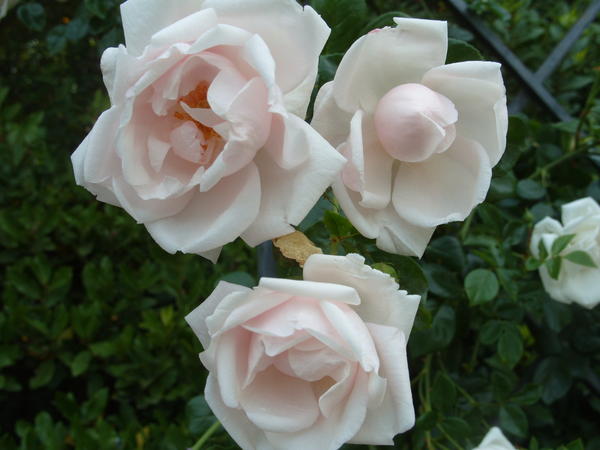 Плетистую розу сорт New Dawn можно использовать в качестве почвопокровной