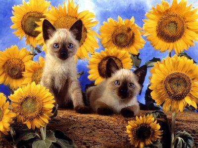 продажа сиамских котят сиамские котята в подсолнухах