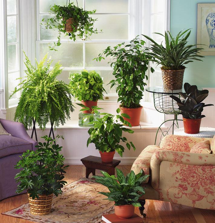 Подкармливайте комнатные растения правильно!