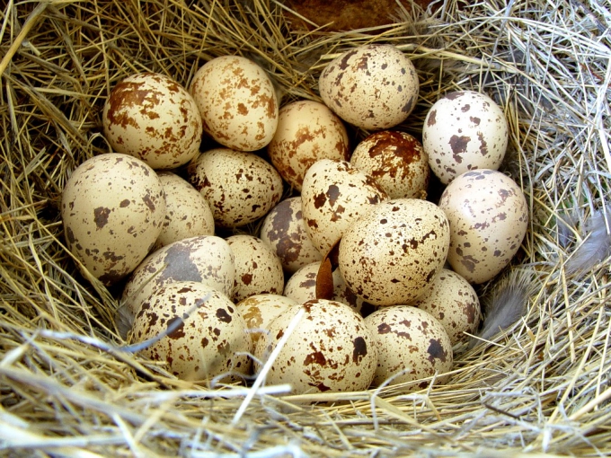 Codorniz, ovos de codorna Nizhny Novgorod.  Venda
