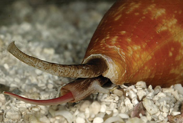  Самые странные носители яда из мира природы (10 фото)