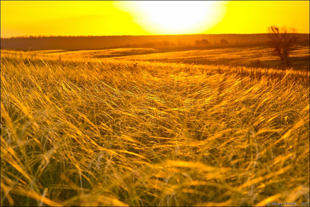Фотопрогулки. Закат в ковыле Фотопрогулки. Закат в ковыле