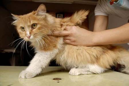 Коты с крыльями! Удивительная кошачья аномалия! Коты с крыльями! Удивительная кошачья аномалия!