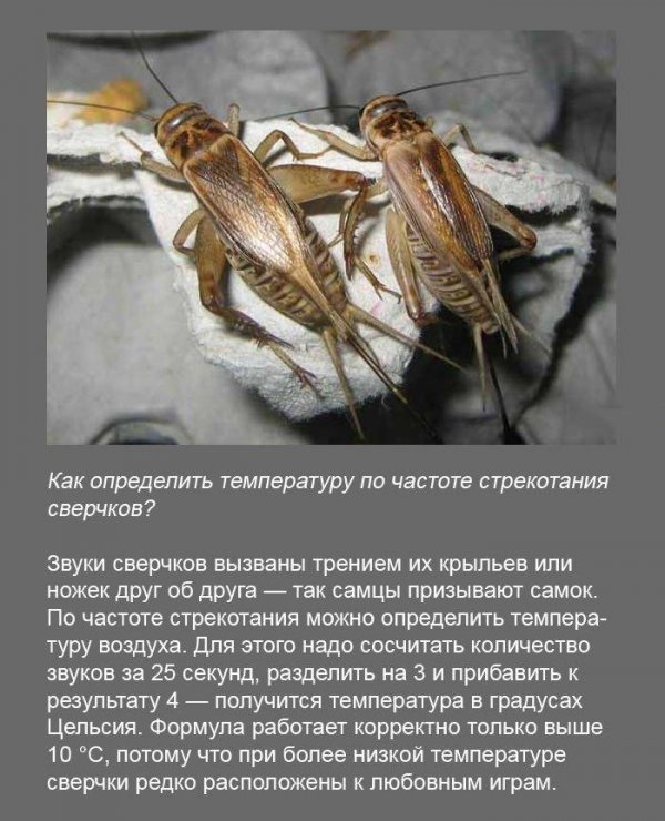 Интересные факты (19 фото) Интересные факты (19 фото)