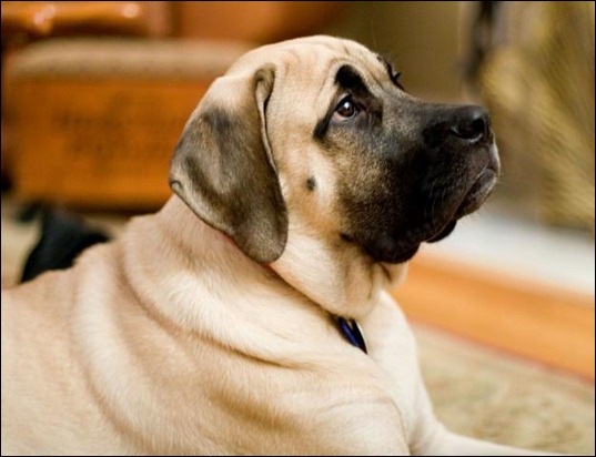 English_Mastiff_Image_001