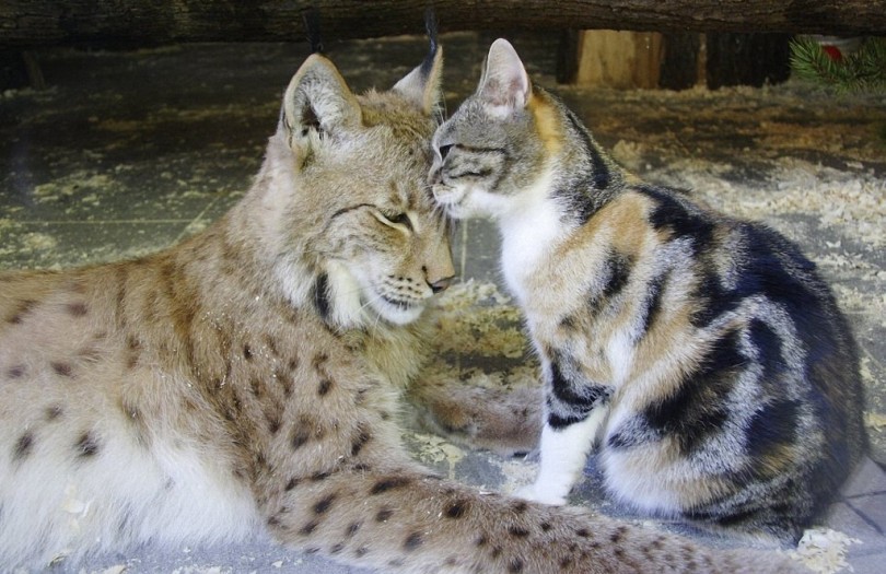 Кошка и рысь – самые близкие друзья