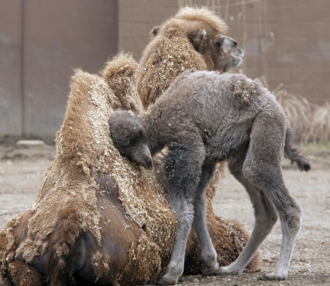Бактриан (один из крупнейших видов верблюдов). Водятся только в Монголии и то вымирают. Зоопарк Сент-Луиса.