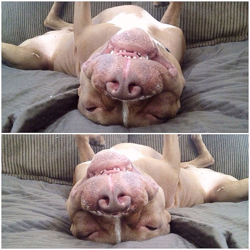 питбули, собаки, стиль