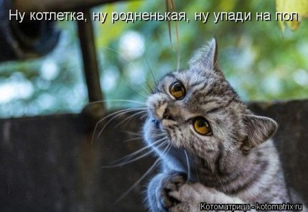 котомашечки от Лисицы))