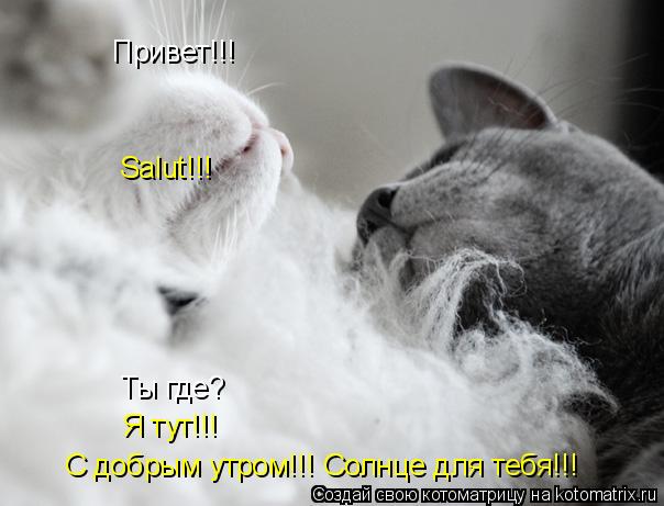 Хохмы-байки для хорошего настроения, сегодня про котофеев Хохмы-байки для хорошего настроения, сегодня про котофеев