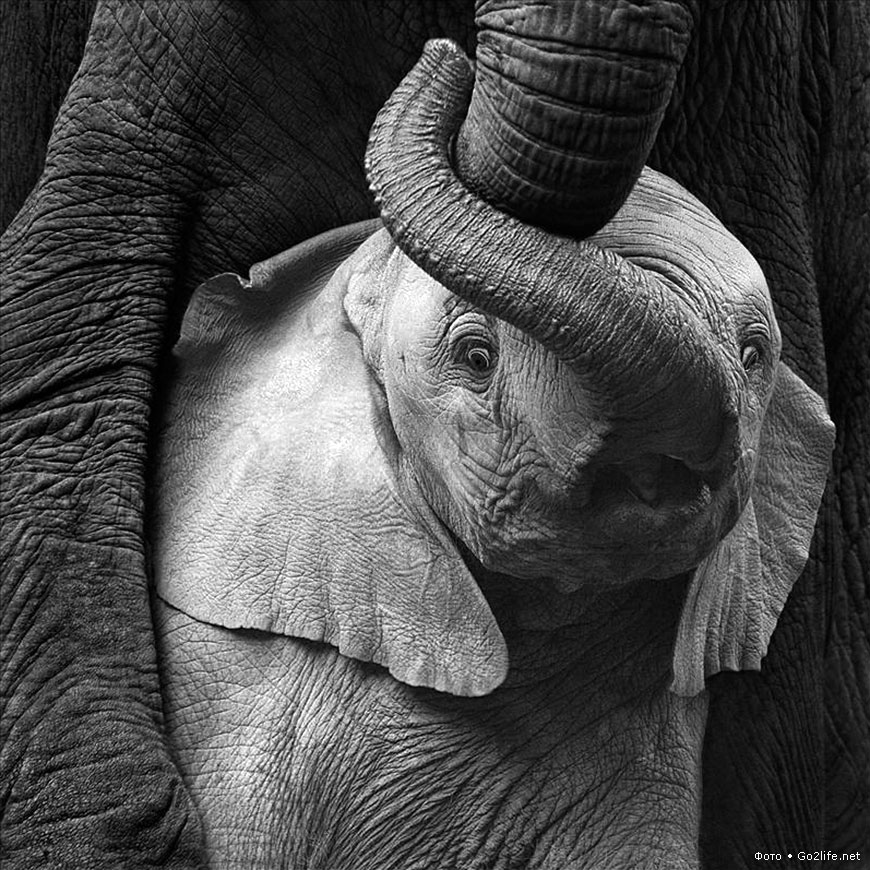 Слоник с мамой