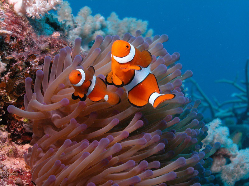 Рыба-клоун подводный мир, природа, тропики