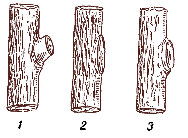 1. Неправильная обрезка - оставлен пенек. 2. Неправильная обрезка - слишком близко к стволу. 3. Правильная обрезка. 