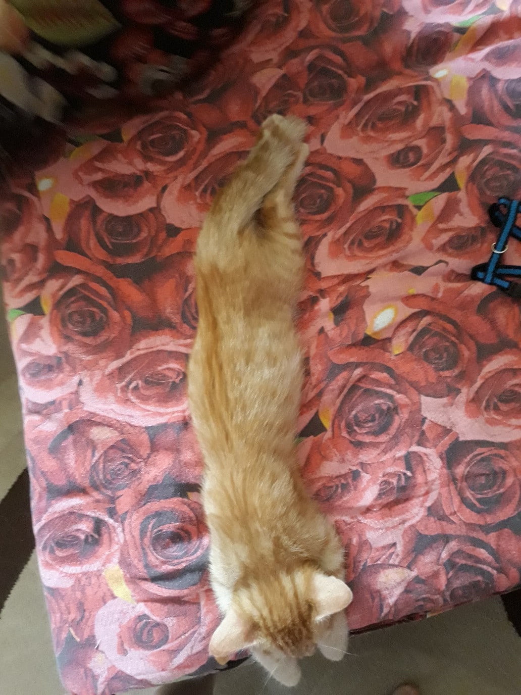 девушка приютила котенка кот на кровати