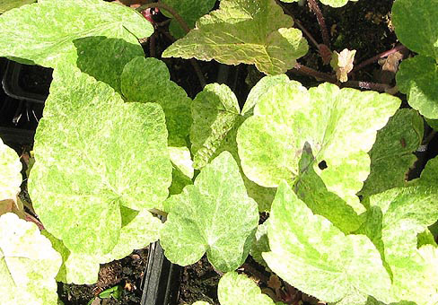 ,  (Tiarella)