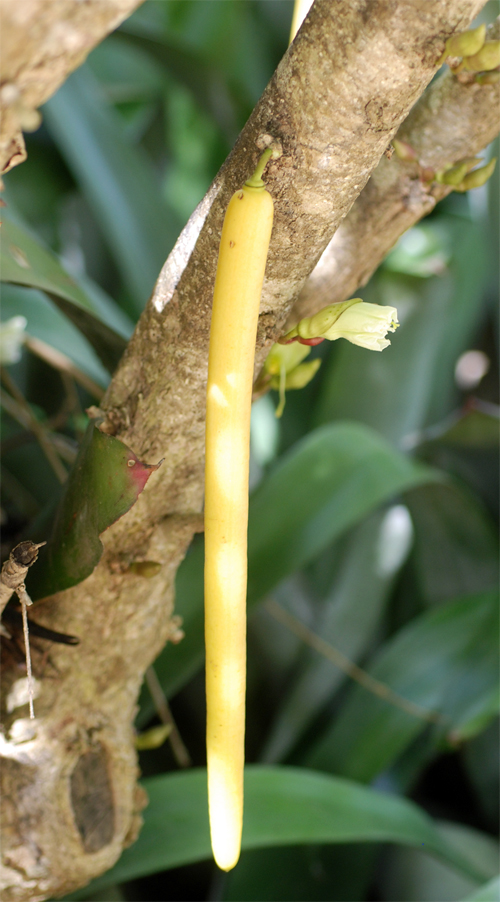 Плод свечного дерева (Parmentiera cereifera)