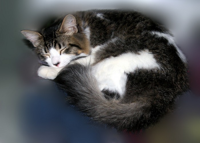 Рагамаффин