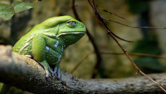 Удивительные лягушки в природе: Джабба Хатт.