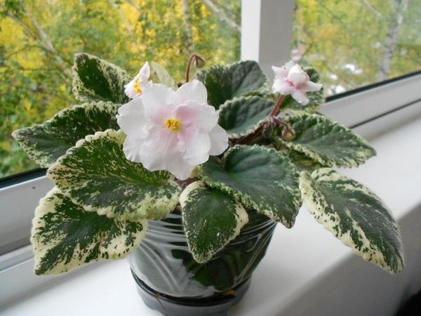 Мой райский цветник Мой райский цветник