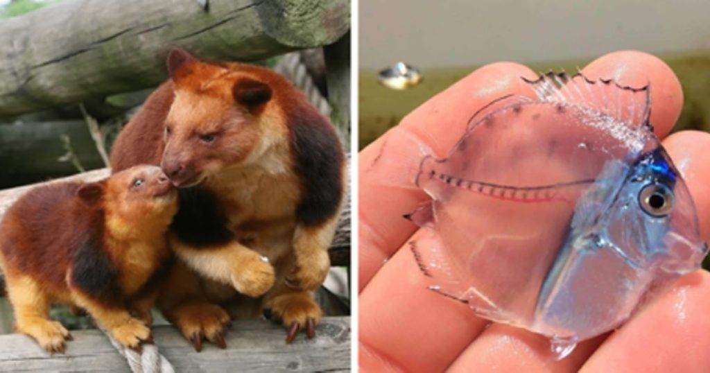 15 фотографий редких животных, которые доказывают, что природе ещё есть, чем нас удивить