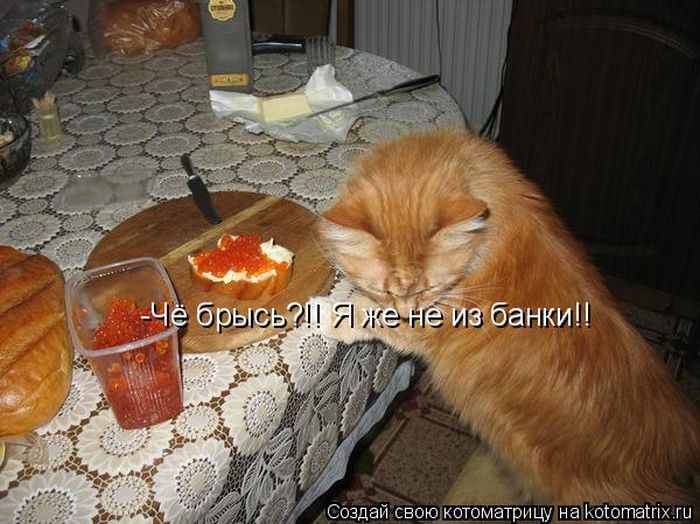 Лучшие котоматрицы недели (49 фото) Забавный котопост